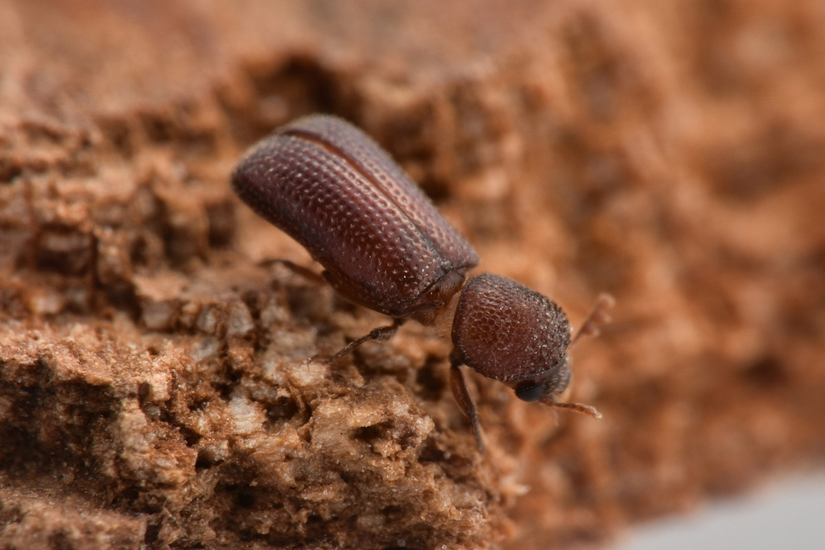 Cappuccino dei cereali? Rhizopertha dominica, Bostrichidae